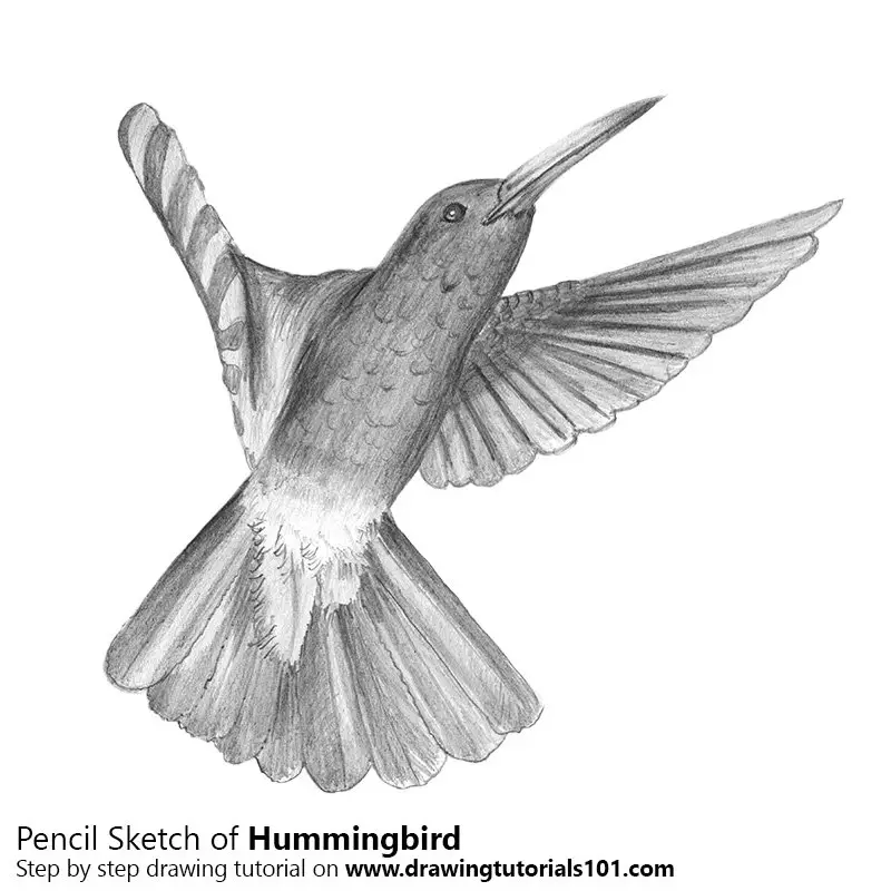 How To Draw A Hummingbird And Flower Step by Step Drawing Guide by Dawn   DragoArt