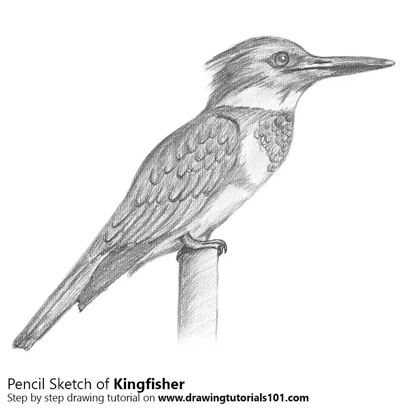 Draw A Kingfisher Bird in Few Easy Steps