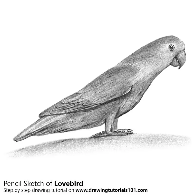 Love Birds Pencil Drawing How To Sketch Love Birds Using Pencils Drawingtutorials101 Com Making easy pencil drawings is a cinch with this guide. love birds pencil drawing how to