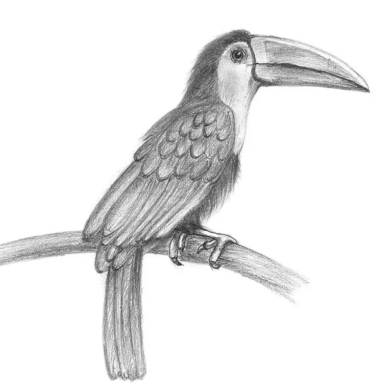 Toucan Pencil Drawing - How to Sketch Toucan using Pencils :  