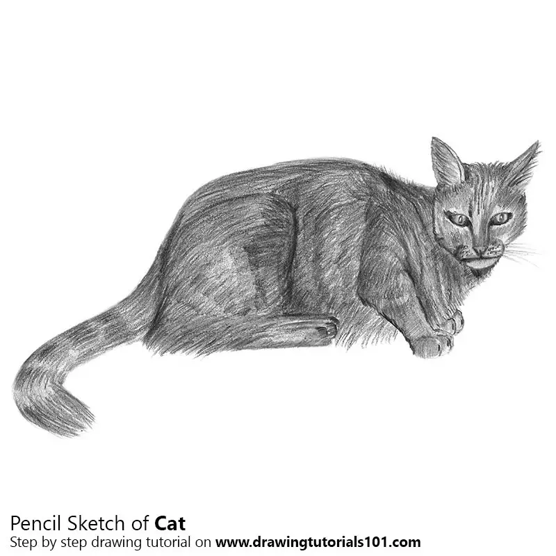 Cat Pencil Drawing - How to Sketch Cat using Pencils :  