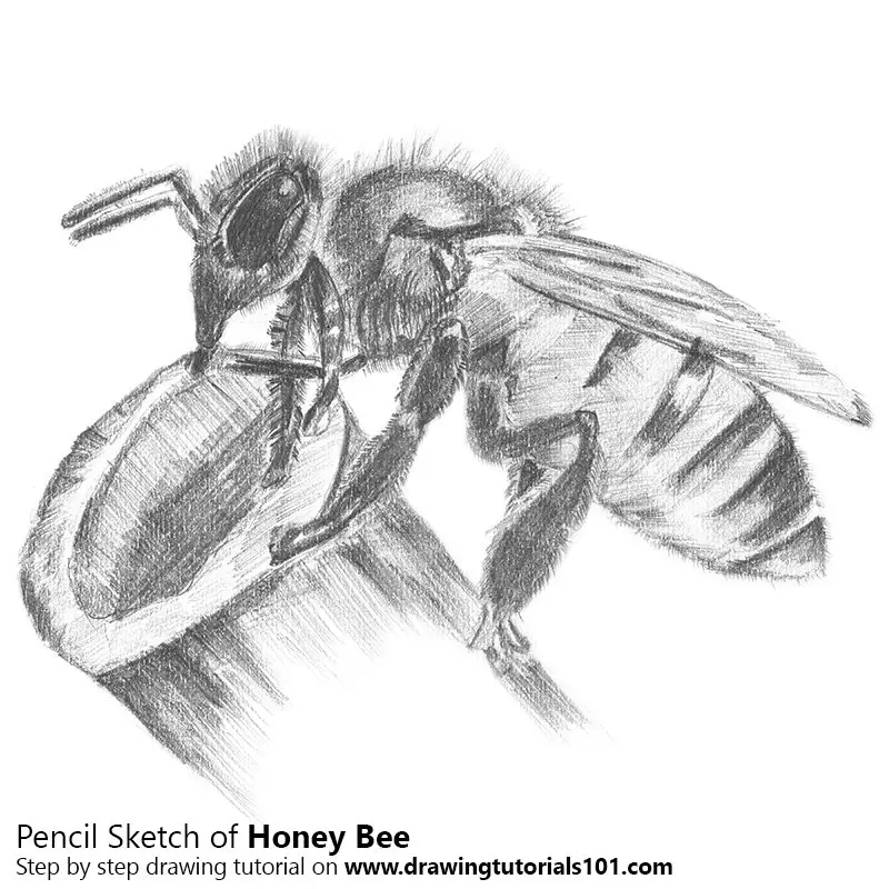 Honey Bee Pencil Drawing  How to Sketch Honey Bee using Pencils   DrawingTutorials101com