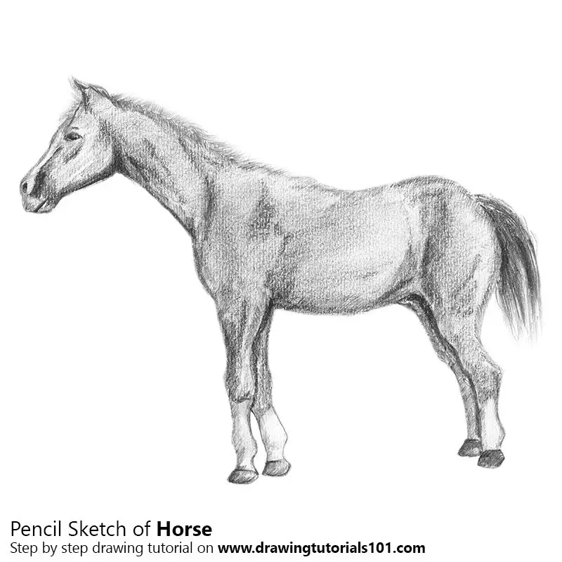 Horse Pencil Drawing | ARTificial INtelligence
