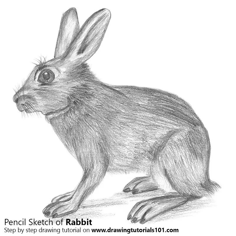 5296 Rabbit Pencil Drawings Images Stock Photos  Vectors  Shutterstock