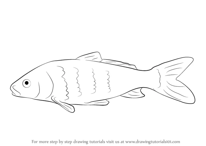 Unique Carp Drawing Sketch with simple drawing