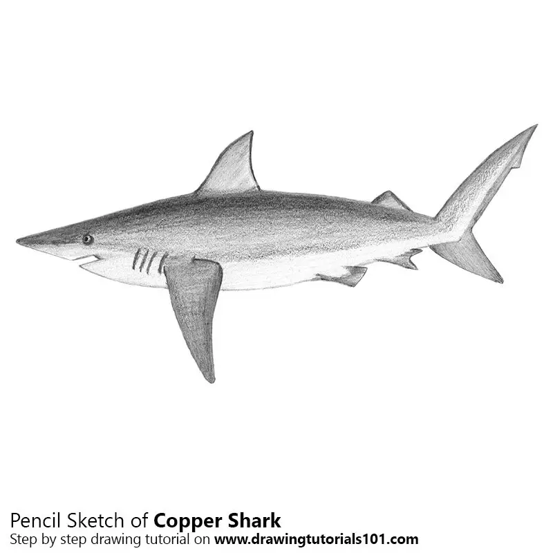 Shark drawing free image download