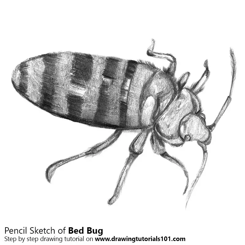Black and white sketch Insect beetle isolated on white background  Realistic drawing bug Vector illustration tasmeemMEcom