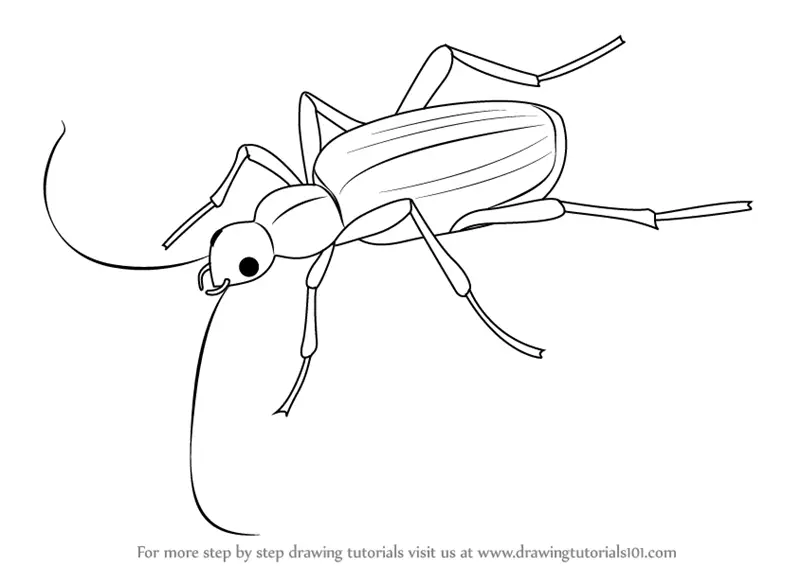 Learn How to Draw a Bombardier Beetle (Insects) Step by Step : Drawing  Tutorials