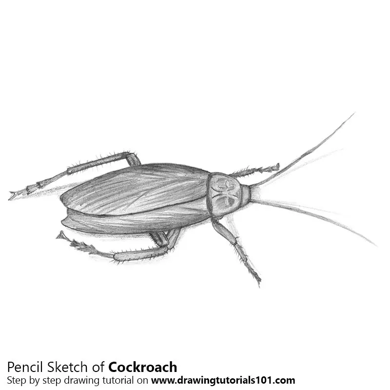 Cockroach Stock Illustration  Download Image Now  Cockroach Drawing   Art Product Engraved Image  iStock