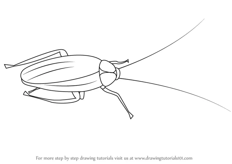 How to draw a cockroach step by step for beginners