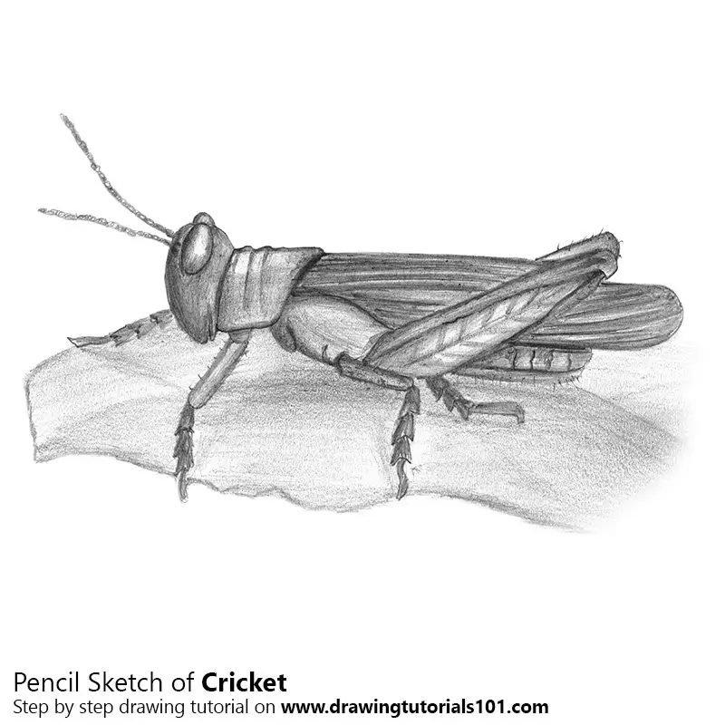 Insect Ant Drawing Line art insect pencil animals shading png  PNGWing