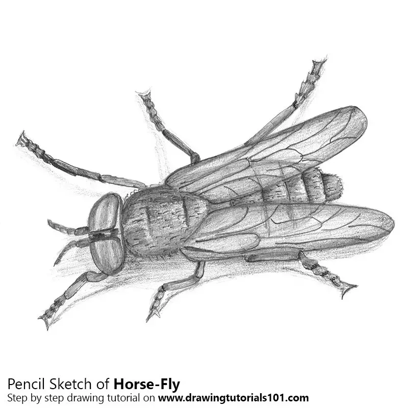 How to draw a fly  Figuratieve kunst Thema Kunst