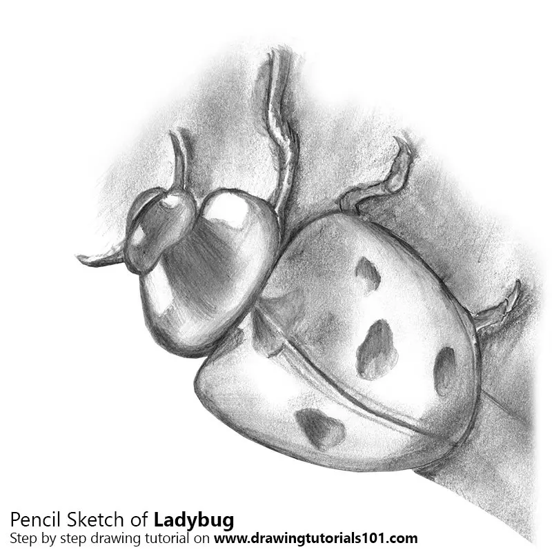 LadyBug Drawing by Peter Farago  Fine Art America