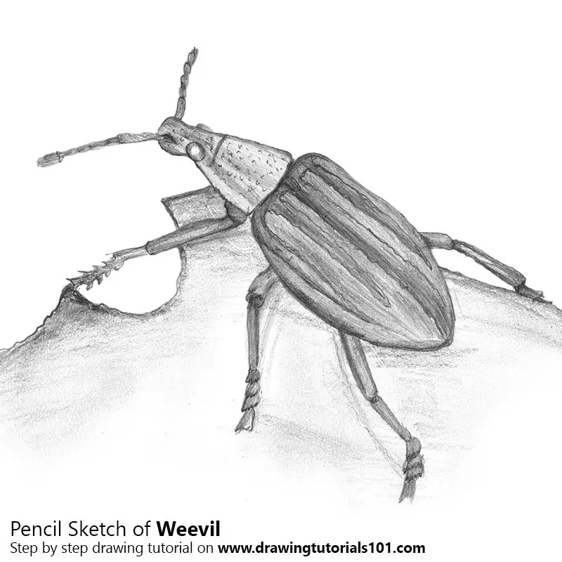 Insects a sketch by hand pencil drawing vector image  CanStock