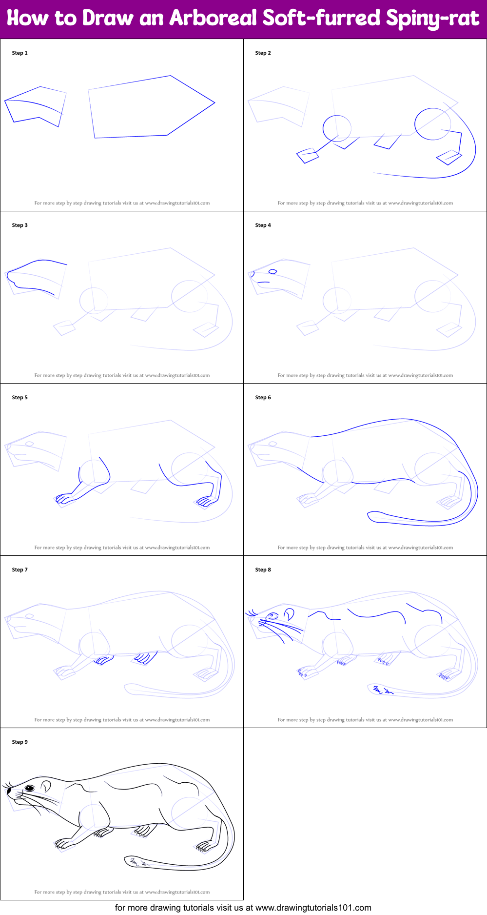 How to Draw an Arboreal Soft-furred Spiny-rat printable step by step drawing  sheet : 