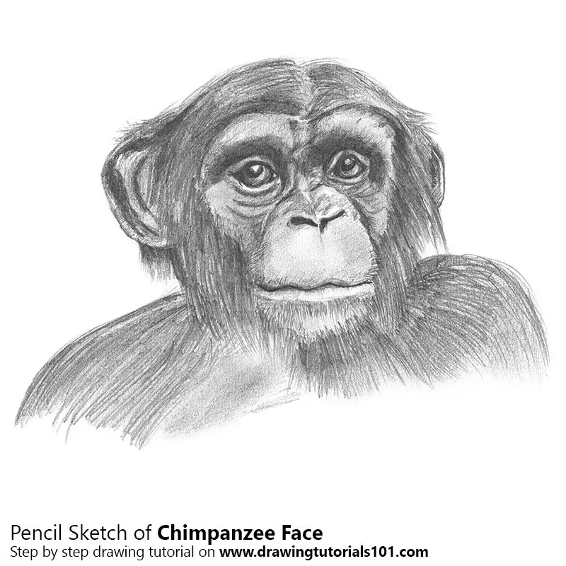 Chimpanzee Face Pencil Drawing - How to Sketch Chimpanzee Face using Pencils  : 