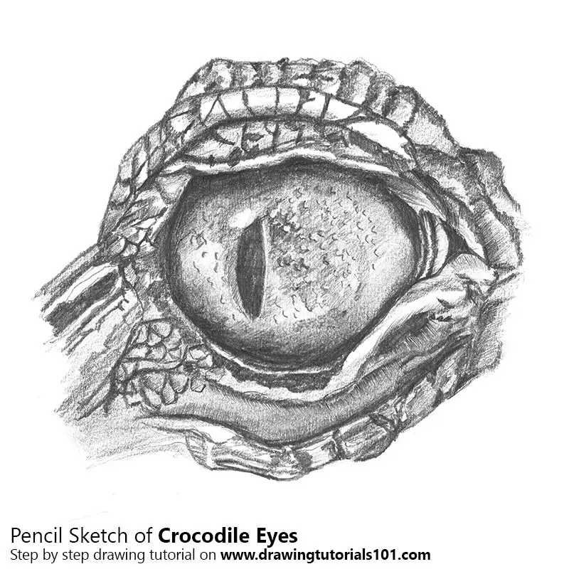 Crocodile Eyes Pencil Drawing - How to Sketch Crocodile Eyes using Pencils  : 