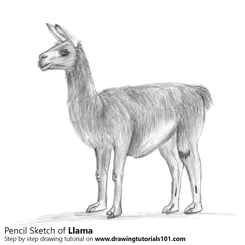 Llama Pencil Drawing - How to Sketch Llama using Pencils :  