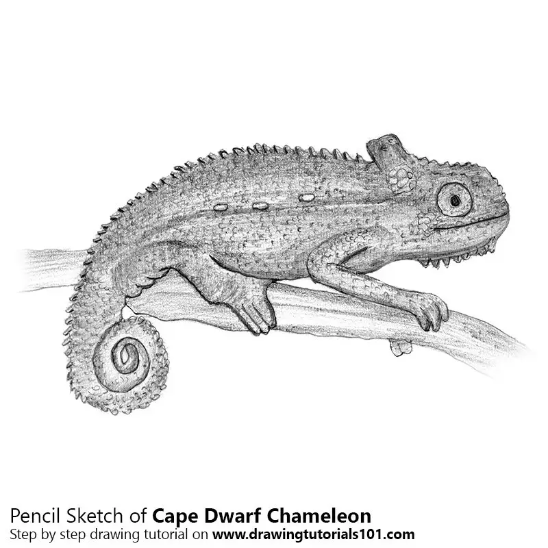 Stock Art Drawing of a Jackson's Chameleon - inkart