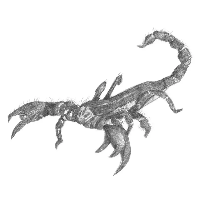 How to draw a Scorpion – step by step lessons