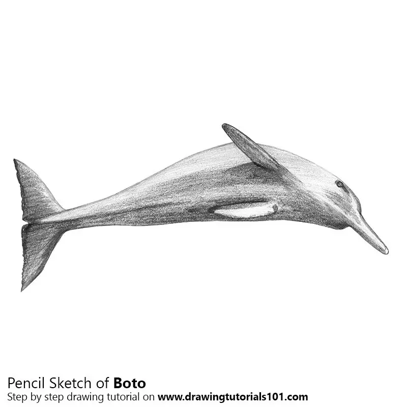 Free Dolphin Drawings Download Free Dolphin Drawings png images Free  ClipArts on Clipart Library