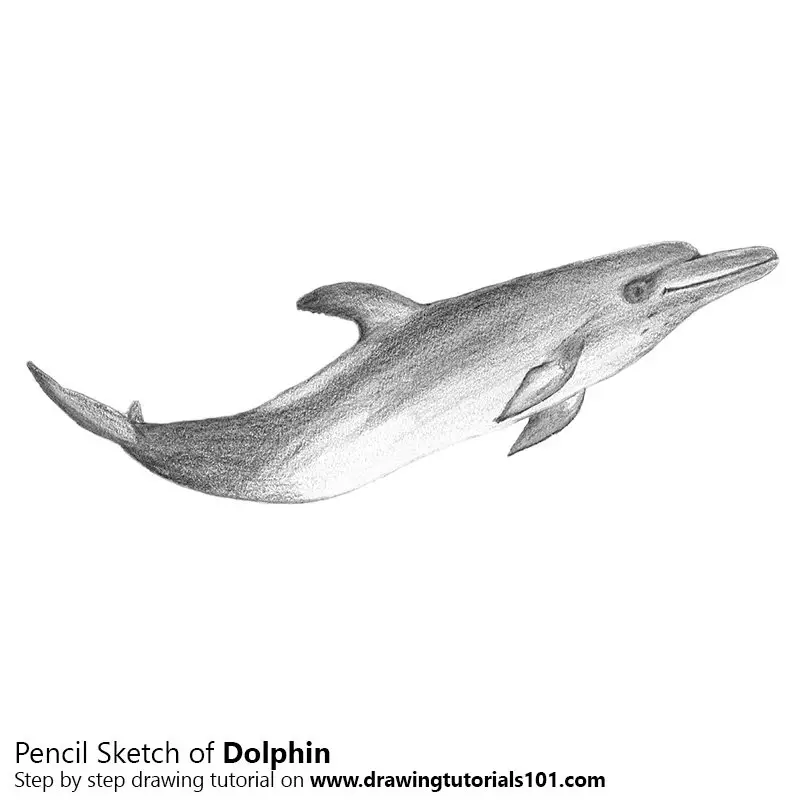 Premium Photo  Pencil sketch cute art dolphin fish drawing ai generated