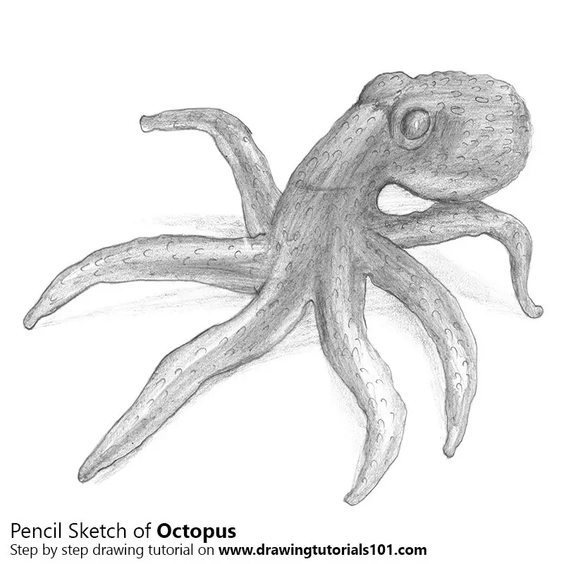 How To Draw Octopus | Sketch Tutorial - YouTube