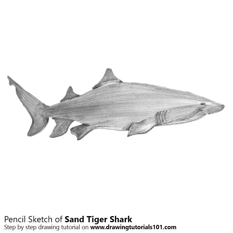 How to draw a tiger shark step by step | Fish drawing easy - YouTube
