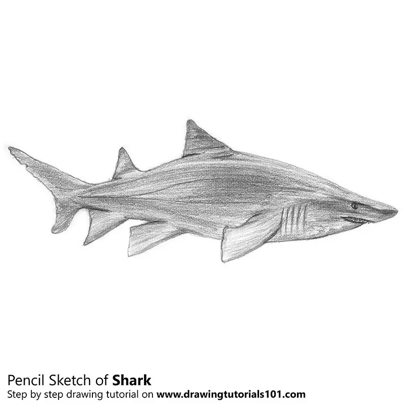 Drawing a blacktip shark, sketching as a reflective conversation. The... |  Download Scientific Diagram