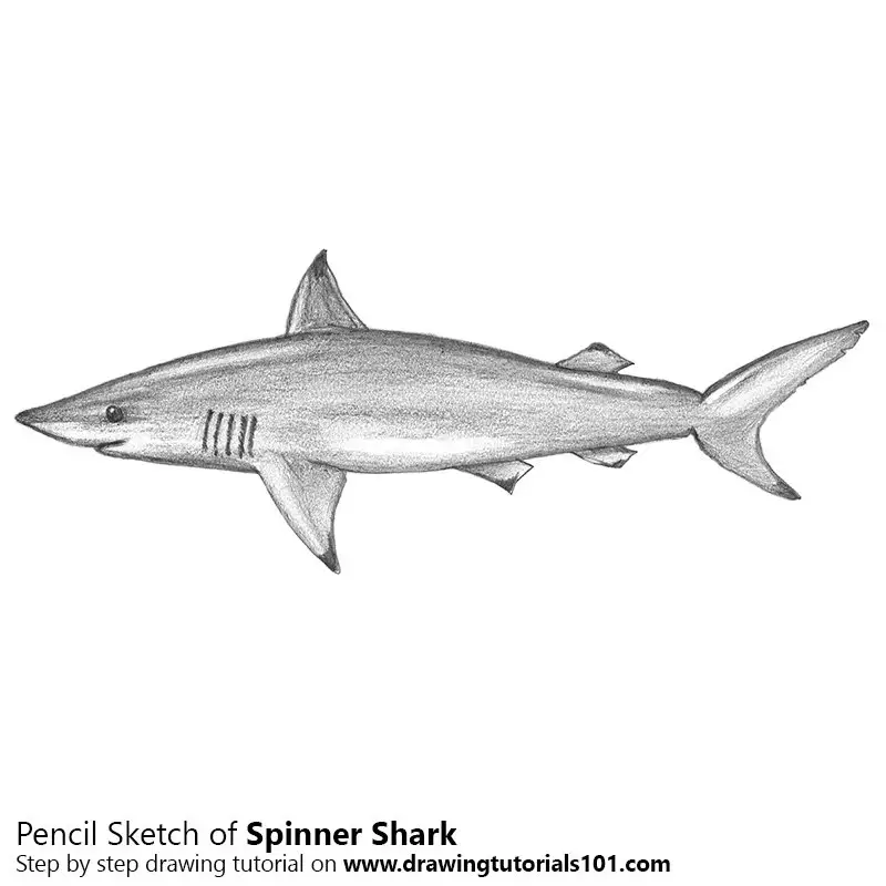 How to Draw a Shark | Easy Step-by-Step Guide To Draw Shark Easy