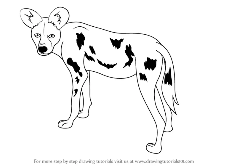 Learn How to Draw a African Wild Dog (Wild Animals) Step by Step : Drawing Tutorials