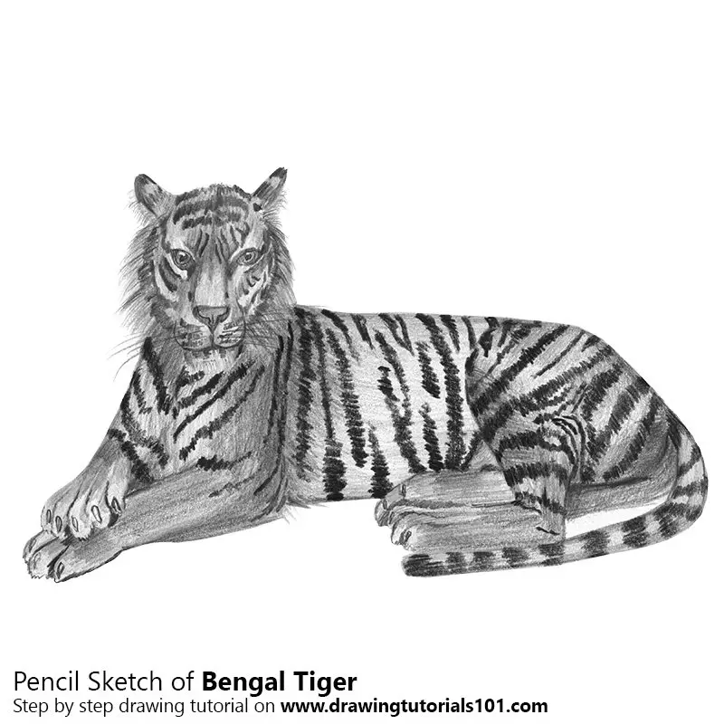 Cute Baby Tiger Coloring Page Outline Sketch Drawing Vector, Simple Tiger  Drawing, Simple Tiger Outline, Simple Tiger Sketch PNG and Vector with  Transparent Background for Free Download