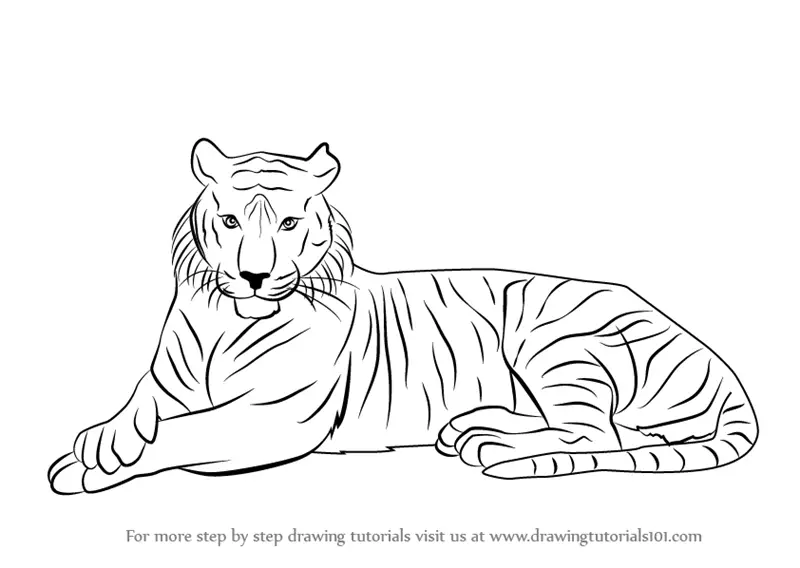 Learn How to Draw a Bengal Tiger (Wild Animals) Step by Step : Drawing  Tutorials
