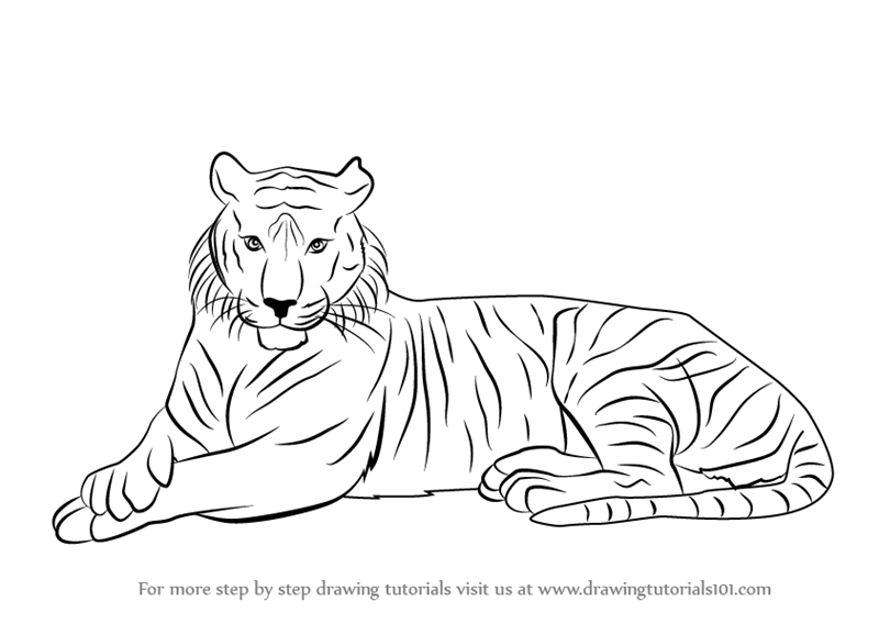 FREE! - Tiger Colouring Sheet | Colouring Sheets - Twinkl