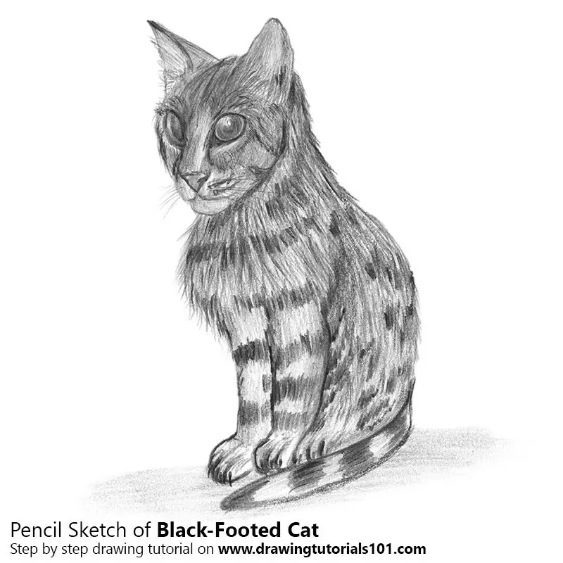 Black-Footed Cat Pencil Drawing - How to Sketch Black-Footed Cat using  Pencils : 