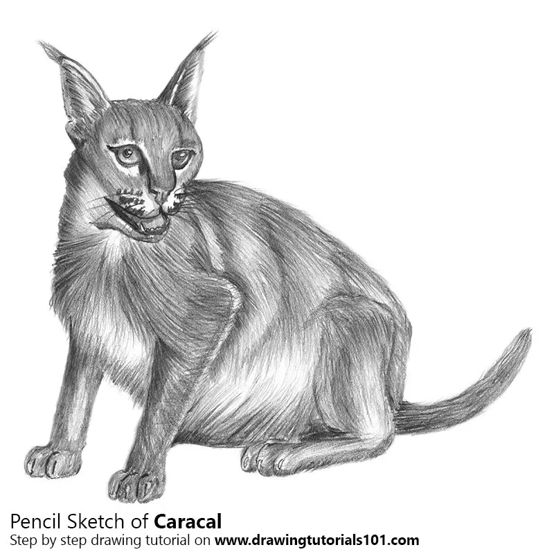 Caracal Pencil Drawing - How to Sketch Caracal using Pencils :  