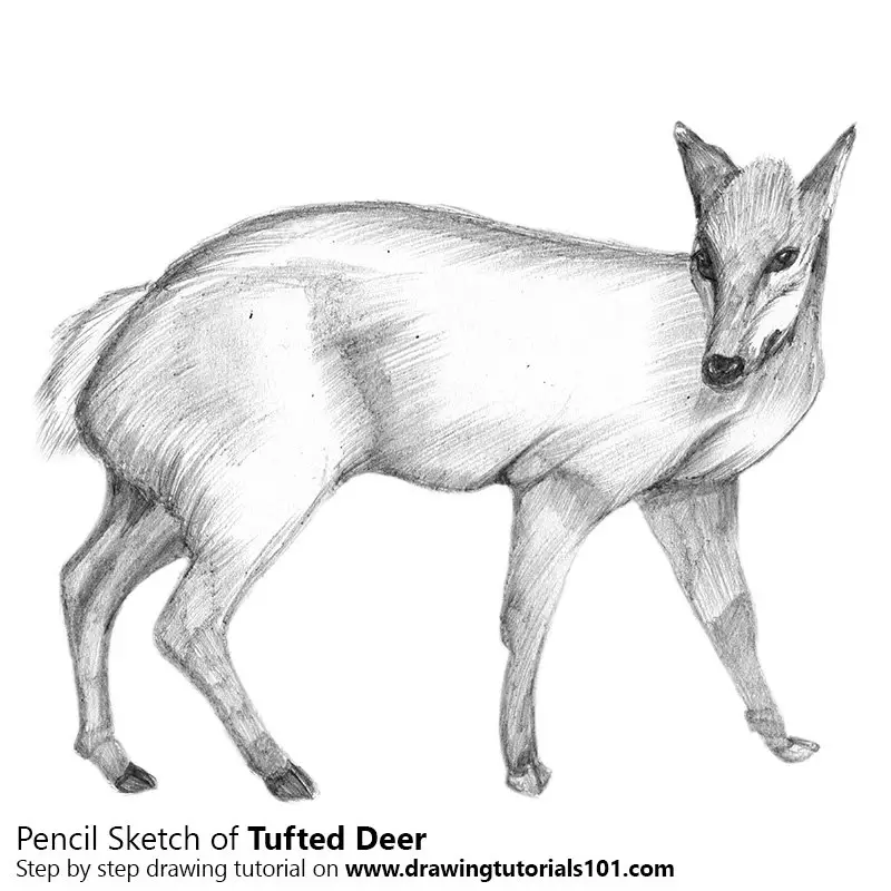 deer (2018) pencil artwork : r/drawing