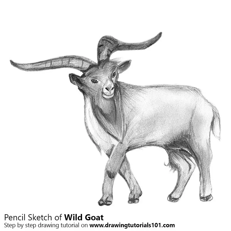 Featured image of post Wild Animals Pencil Drawing Images : Simple pencil drawings of animals art drawing ideas in 2019.