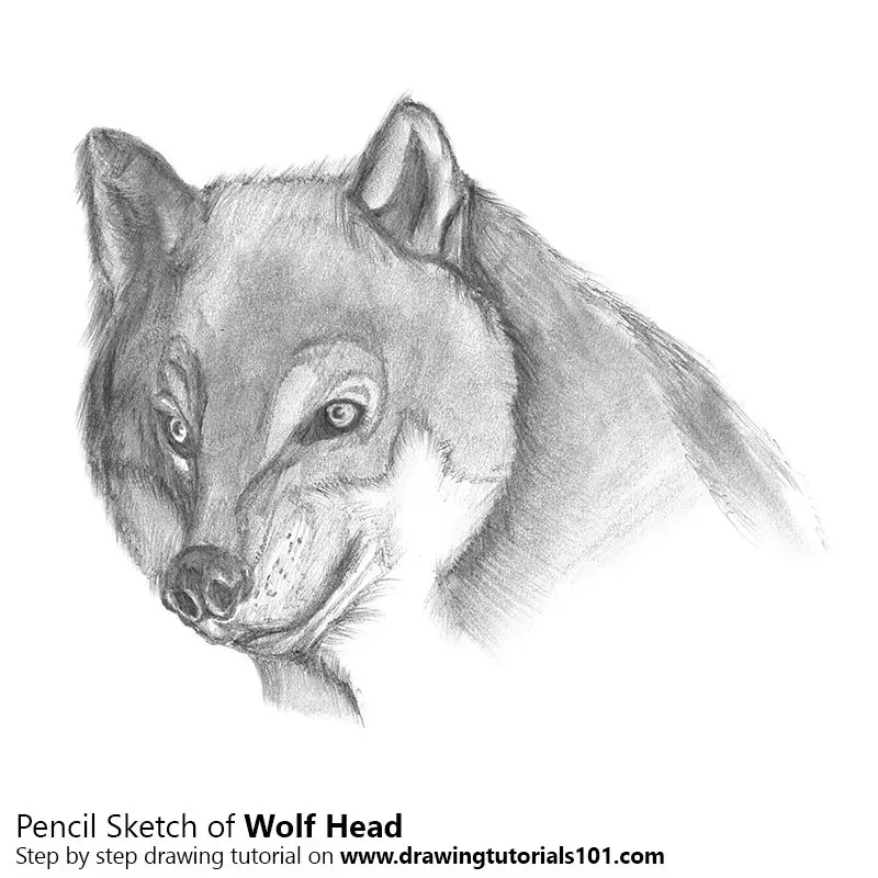 Wolf Head Drawing by SheriLynn Marean  Pixels