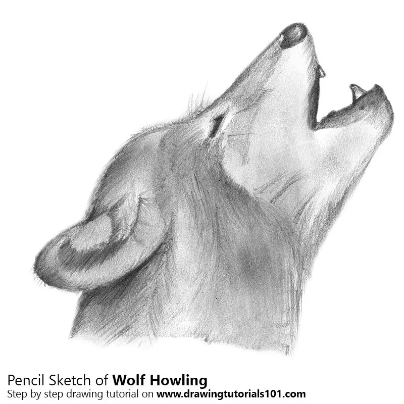 wolves drawings howling