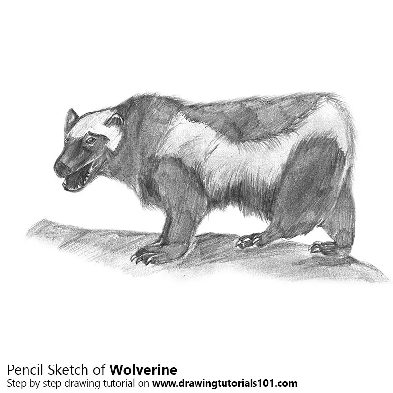 Wolverine Pencil Drawing - How to Sketch Wolverine using Pencils :  