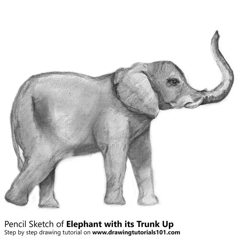 How to draw an elephant easily  Adobe