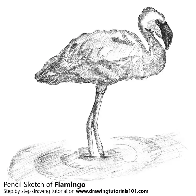 Flamingo Pencil Drawing - How to Sketch Flamingo using Pencils :  
