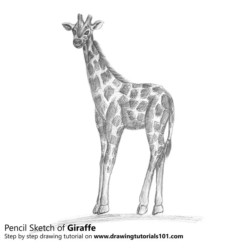 Copyright-Free Giraffe Drawings and Illustrations - Picture Box Blue
