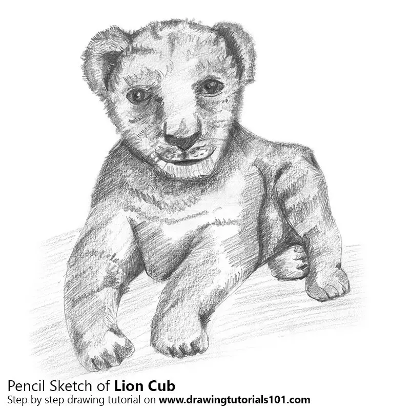 Lion Cub Pencil Drawing - How to Sketch Lion Cub using Pencils :  