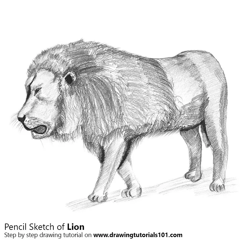 Drawing A Realistic Lion, Easy Tutorial, 11 Steps - Toons Mag