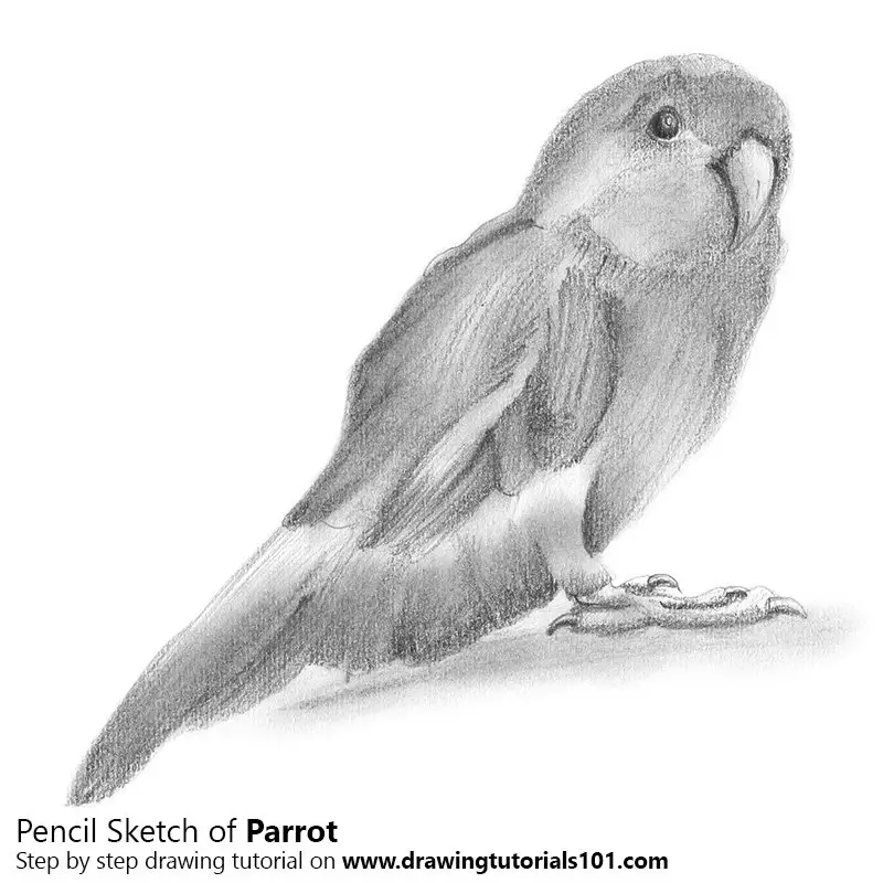 Parrot Pencil Drawing - How to Sketch Parrot using Pencils :  