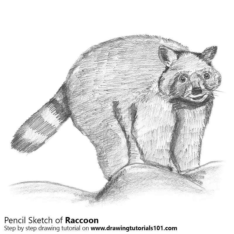 Raccoon Pencil Drawing - How to Sketch Raccoon using Pencils :  