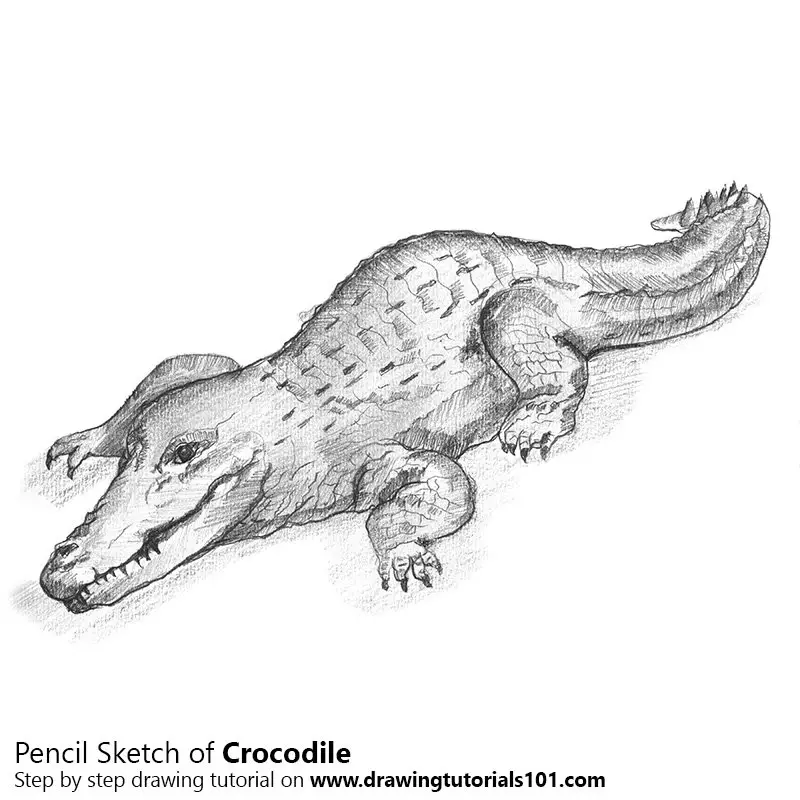 Crocodile drawing 03 | How to draw realistic drawing Crocodile step by step  | drawing tutorials - YouTube