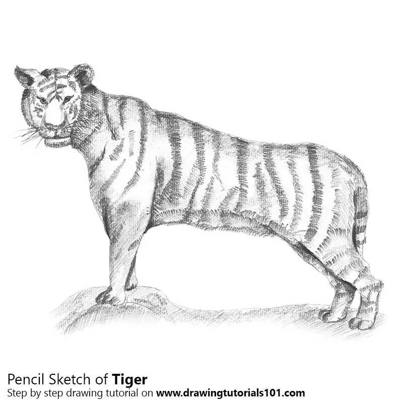 Realistic Tiger Drawing  Hows it Comment down   rajnishsketchart  Paper  Brustro Paper 200 gsm Pencil  Camlin Soft Charcoal   Instagram